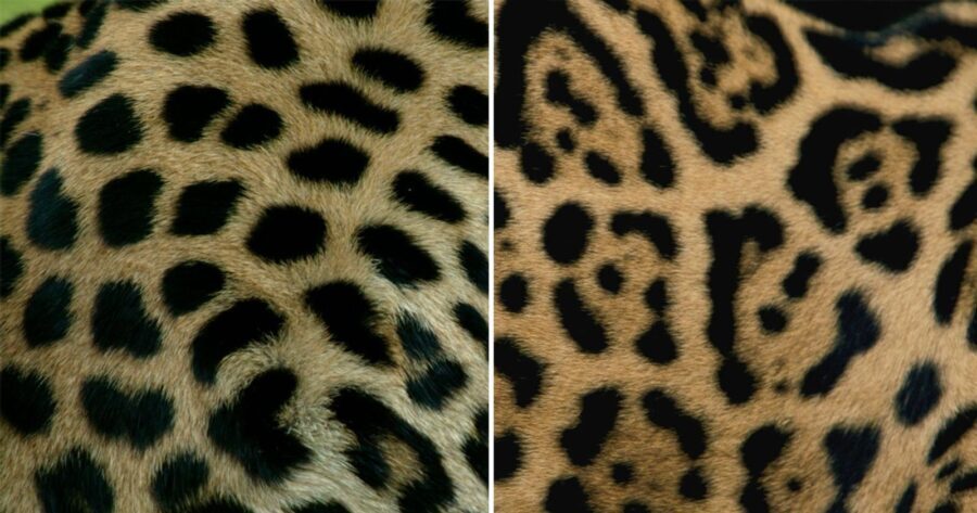 Qual A Diferen A Entre On A E Leopardo