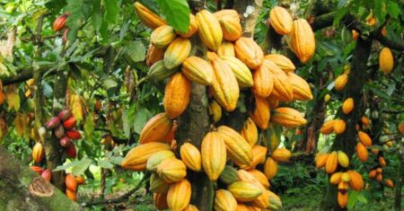 Qual É A Diferença Entre Extrativismo Vegetal E Agricultura?