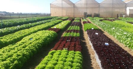 Qual É A Diferença Entre Agricultura Familiar E Agronegócio?
