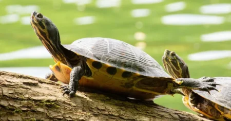Qual É A Diferença Entre Jabuti E Tartaruga?