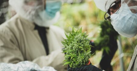 Qual É A Diferença Entre Indica E Sativa?