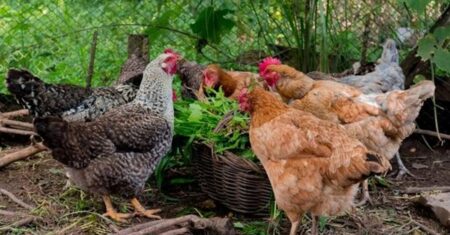 Qual É A Diferença Entre Frango E Galinha?