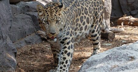 Qual É A Diferença Entre Guepardo E Leopardo?