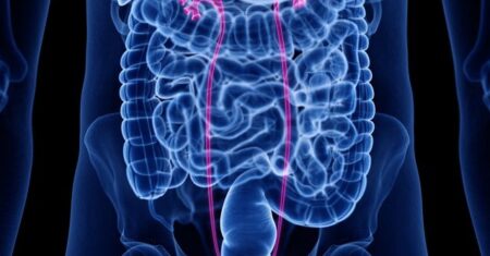 Qual É A Diferença Entre Ureter E Uretra?