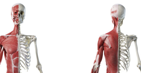 Qual É A Diferença Entre Anatomia E Fisiologia?