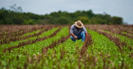 Qual É A Diferença Entre Agricultura Intensiva E Extensiva?