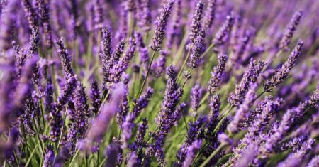 Qual É A Diferença Entre Lavanda E Alfazema?