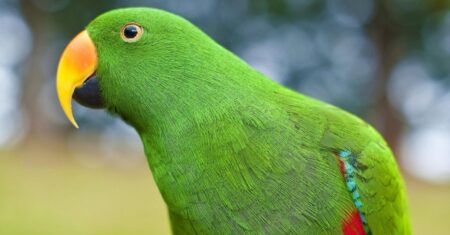 Qual É A Diferença Entre Papagaio E Maritaca?