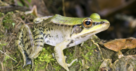 Qual É A Diferença Entre Sapo Rã E Pererecas?