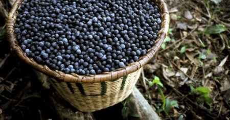 Qual É A Diferença Entre Açaí E Juçara?