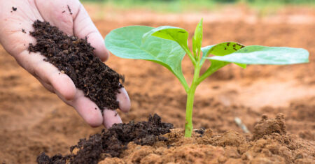 Qual É A Diferença Entre Adubo E Fertilizante?