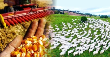 Qual É A Diferença Entre Agricultura E Pecuaria?