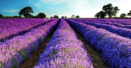 Qual É A Diferença Entre Alfazema E Lavanda?