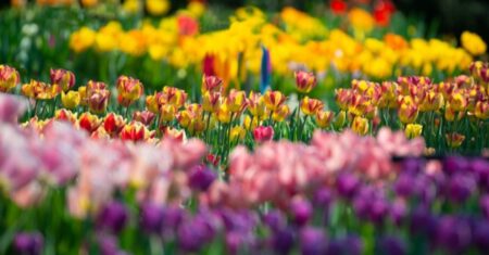 Qual é a diferença entre angiosperma e gimnosperma?