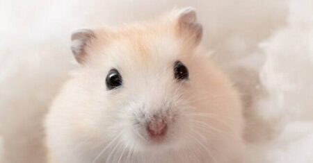 Qual é a diferença entre Hamster e Porquinho da Índia?
