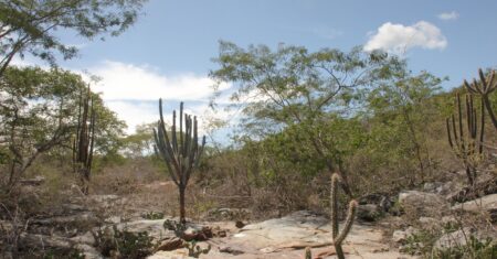 Qual É A Diferença Entre Domínio Morfoclimático E Bioma?