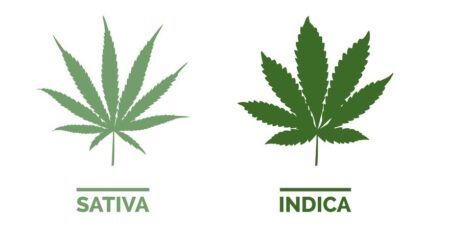 Qual É A Diferença Entre Sativa E Indica?