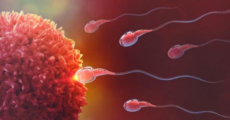Qual É A Diferença Entre Fertilizacao In Vitro E Inseminacao Artificial?