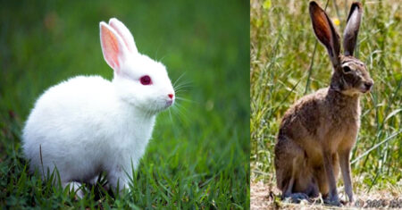 Qual É A Diferença Entre Lebre E Coelho?
