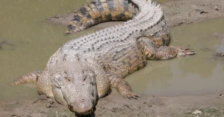 Qual É A Diferença Entre Jacaré, Crocodilo E Alligator?