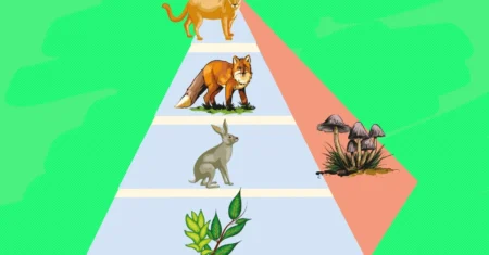 Qual É A Diferença Entre Teia Alimentar E Cadeia Alimentar?