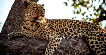 Qual É A Diferença Entre Leopardo E Onça?