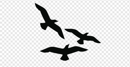 Qual É A Diferença Entre Corvo E Urubu?