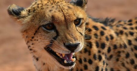Qual É A Diferença Entre Leopardo E Guepardo?