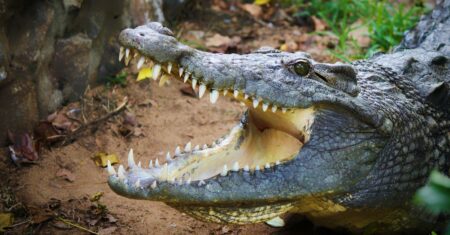 Qual É A Diferença Entre Jacarés E Crocodilos?