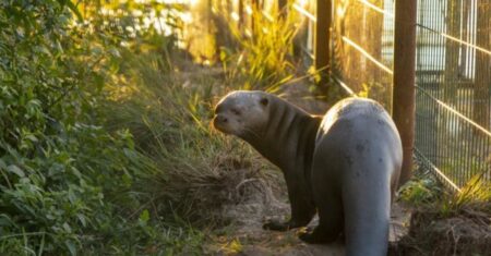 Qual É A Diferença Entre Lontra E Ariranha?