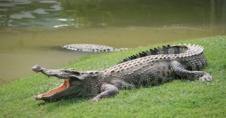 Qual É A Diferença Entre Jacare, Crocodilo E Aligator?