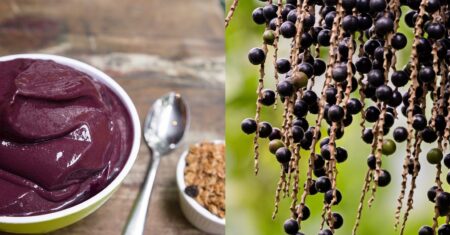 Qual É A Diferença Entre Jucara E Acai?