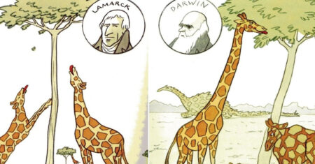 Qual É A Diferença Entre Lamarckismo E Darwinismo?