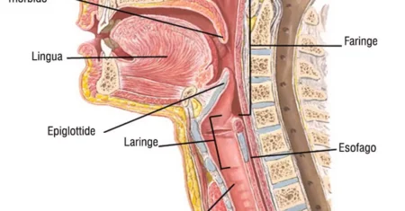 Qual É A Diferença Entre Laringe E Faringe?