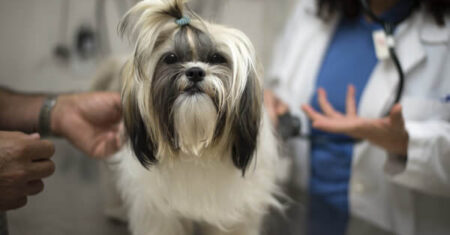 Qual É A Diferença Entre Lhasa Apso E Shih Tzu?
