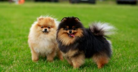 Qual É A Diferença Entre Lulu Da Pomerania E Spitz Alemão?