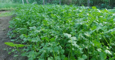 Qual É A Diferença Entre Salsa, Coentro E Cheiro Verde?