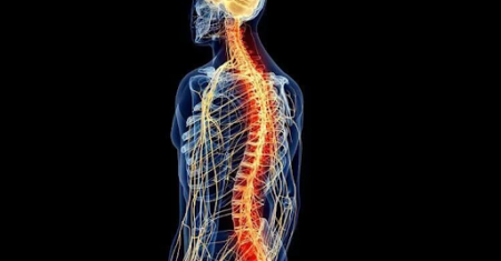 Qual É A Diferença Entre Coluna Vertebral E Medula Espinhal?