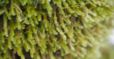 Qual É A Diferença Entre Briofitas E Pteridofitas?