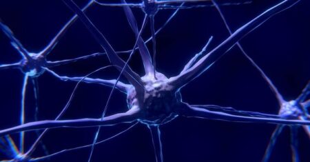 Qual É A Diferença Entre Retículo Endoplasmático Liso E Rugoso?