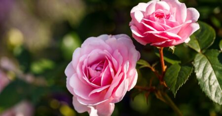 Qual É A Diferença Entre Rosa E Rosa?