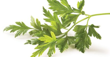 Qual É A Diferença Entre Salsa E Coentro?