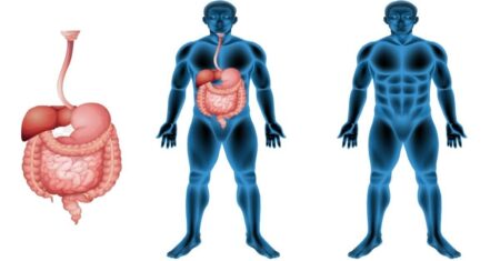 Qual É A Diferença Entre A Uretra Masculina E Feminina?