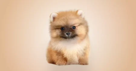 Qual É A Diferença Entre Spitz Alemão E Lulu Da Pomerania?