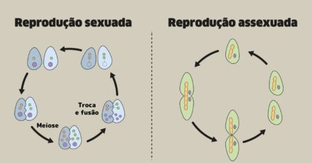 Qual é a diferença entre reprodução assexuada e sexuada?