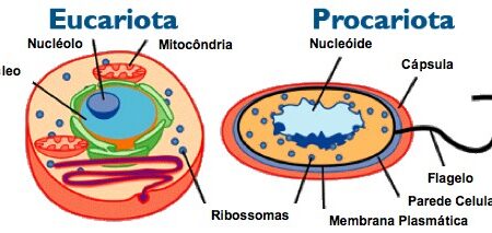 Qual É A Diferença Entre A Célula Eucarionte E Procarionte?