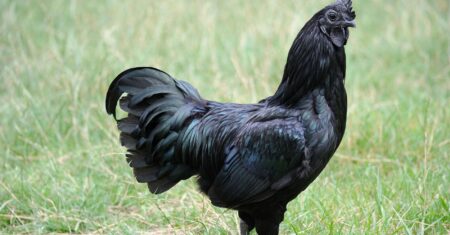 O Que Significa Sonhar Com Galo Preto?