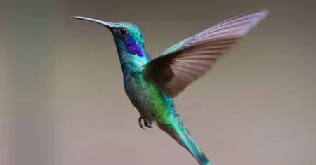 O Que Significa Um Beija Flor Entrar Pela Janela?