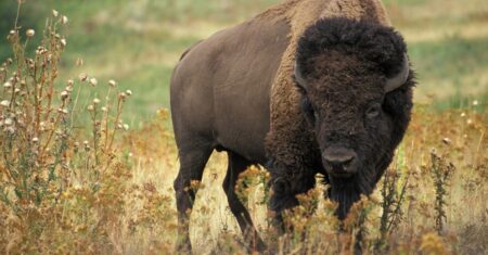 O Que Significa Sonhar Com Búfalo Preto?