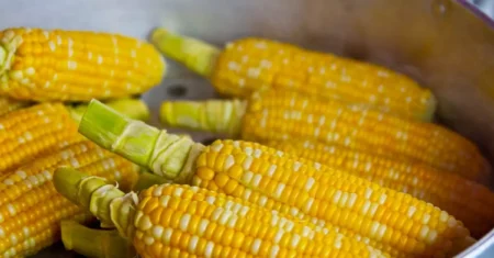 O Que Significa Sonhar Com Roça De Milho Verde?